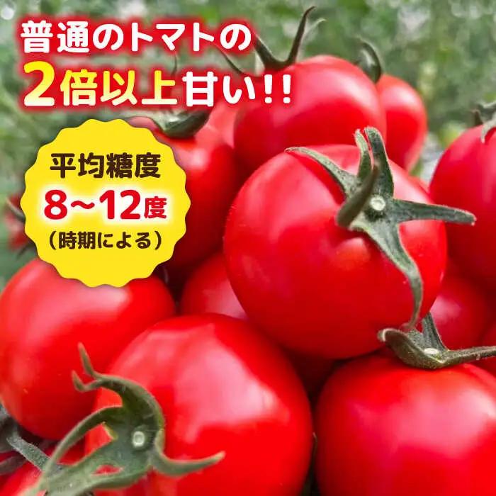 【先行受付】トマト フルティカ 2kg (1kg×2箱) 【2026年11月以降順次発送】糸島市 / かわぞえ農園 [AAM006] トマト フルーツトマト