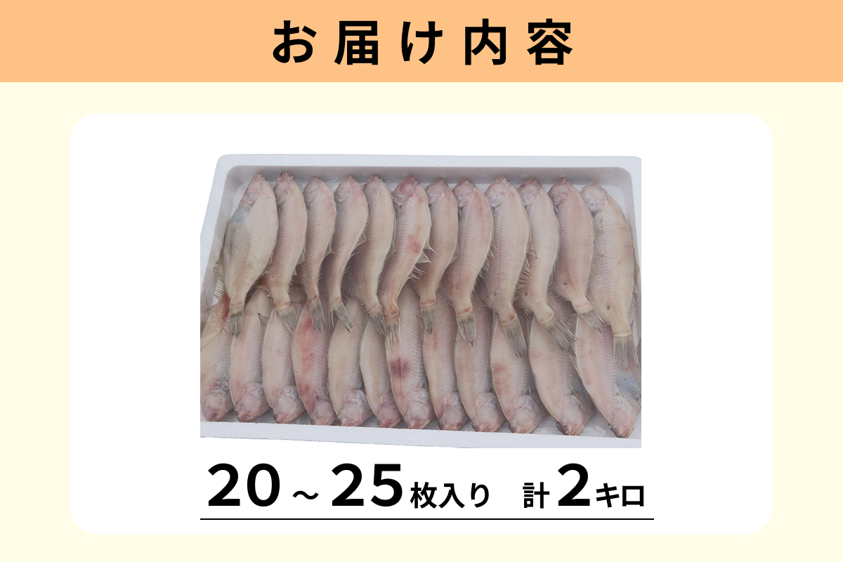 【先行予約】山陰浜田港水揚げ　希少な干し甲高カレイ（卵入り）魚介 干物 一夜干し おつまみ おかず カレイ 【019_1956】