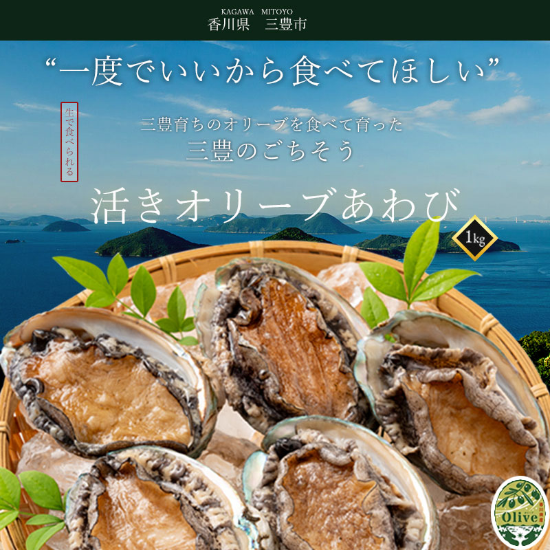 オリーブあわび　約1kg（10〜12個程度）×6回　定期便殻付き【配送不可地域：北海道・東北・沖縄県・離島】_M77-0006