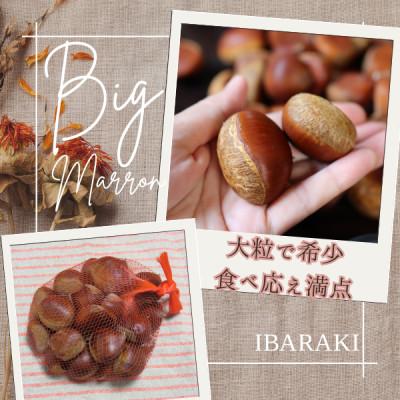 ふるさと納税 かすみがうら市 2026年産!大粒生栗 先行予約受付中 かすみがうら市産　生栗　3Lサイズ 3kg |  | 01