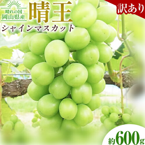 【ふるさと納税】【先行予約】ぶどう 訳ありシャインマスカット晴王 約600g 1房 橋田商店有限会社《9月中旬-11月中旬頃出荷》 岡山県 浅口市 岡山県産 ぶどう フルーツ 果物 くだもの マスカット 送料無料【配送不可地域あり】