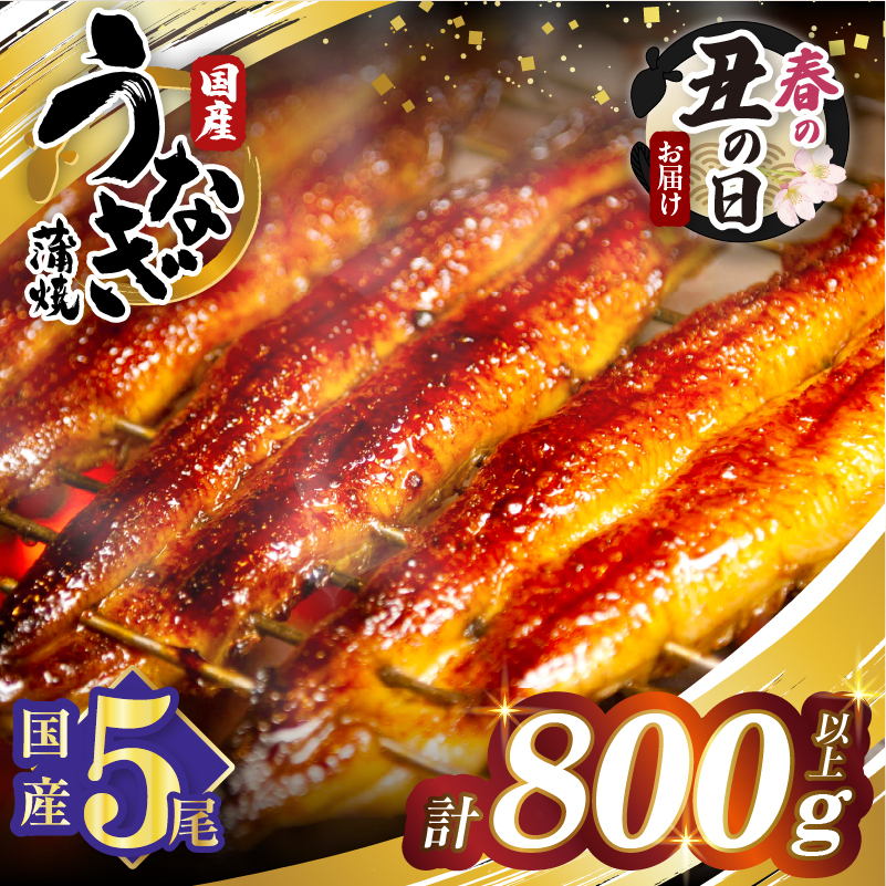 【春の丑の日までにお届け!!】うなぎ蒲焼5尾(さんしょう・たれ付き)計800g以上 鰻 魚 魚介 加工品 国産_T026-0032-US1