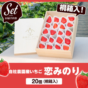 ＜先行予約受付中！2026年1月以降順次発送予定＞桐箱入！自社農園産いちご 恋みのり(計20個) 鹿児島 阿久根 自社農園 果物 フルーツ イチゴ いちご 苺 恋みのり 贈答用 ギフト 桐箱 デザート