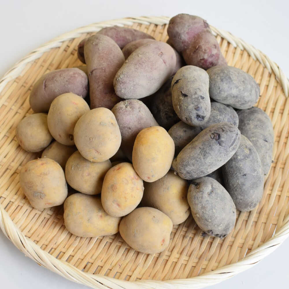 【ふるさと納税】【2027年6月頃より順次発送】和らぎ農法 春じゃが便 5kg （栽培期間中、農薬・化学肥料・動物性堆肥不使用）/じゃがいも 食べ比べ 新鮮 野菜 詰め合わせ 3種 / 滋賀県 栗東市 / ワダケン リアルソイルハウス[BIBM017]