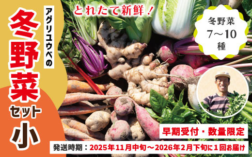 
                  【 早期受付 数量限定 】 とれたて 新鮮 農家直送 アグリユウベの冬野菜セット (小) 国産 野菜セット 野菜便 やさい 野菜 冬野菜 ベジタブル 産地直送 国産 旬 高知県 四万十市 四万十 しまんと 【2025年11月中旬～2026年2月下旬に１回発送】25-397
                