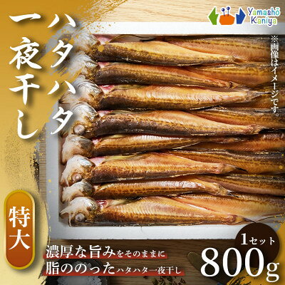 【ふるさと納税】【食べ応えのある】【特大】一夜干し　ハタハタ 　約800g 1セット【配送不可地域：離島】【1755639】