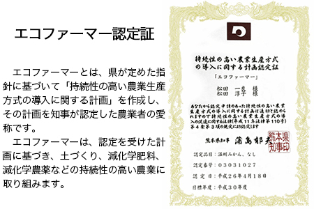 先行予約 くまもと梨 約5kg 松田農園 梨