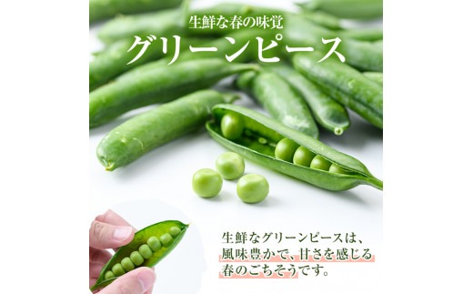 ＜先行予約受付中！2026年3月下旬以降順次発送予定＞AL規格の鹿児島県産グリーンピース(実えんどう)(計2kg) 国産 野菜 エンドウ 豆 セット 詰合せ 詰め合わせ 春 野菜 旬【鹿児島いずみ農業協同組合】akn018-06
