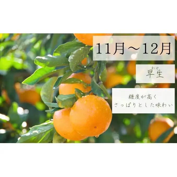 【2026年10月以降順次発送】日下みかん サイズ混合 2S～2L 5kg 秀品 果物類 柑橘類 フルーツ 農薬 有機肥料 光センサー 高品質 おいしい 