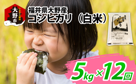 【先行予約】【12ヶ月定期便】【令和8年産　新米】福井県大野産コシヒカリ（白米）5kg×12回 計60kg [G-094001]