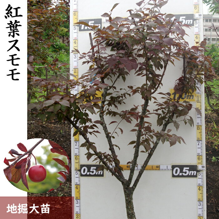 【ふるさと納税】大苗 農園直送◇紅葉スモモ(ベニバスモモ)[地掘苗]〜実付実績あり〜《果樹 果樹苗 苗木》 2025年11月中旬～2026年3月下旬頃（1・2月を除く）※中国・関西・東海・南関東地方のみ配送可能 ☆月間MVPふるさと納税賞 第1号（2020年10月）・SDGs未来都市亀岡