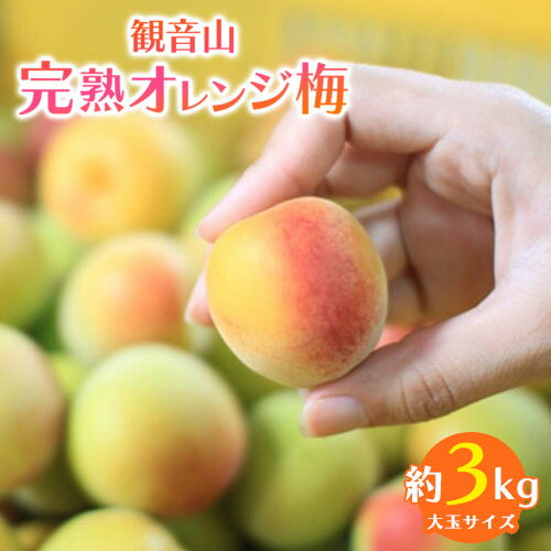 【ふるさと納税】観音山完熟オレンジ梅 3kg 有限会社柑香園《2026年6月中旬-6月下旬頃出荷》 和歌山県 紀の川市 梅 完熟梅 樹上完熟梅 梅干し 梅酒 梅ジャム