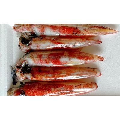 ふるさと納税 宮津市 朝どれ白いか 1kg (中サイズ 3〜6杯) 【京都産　刺身OK】 |  | 01