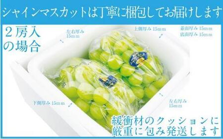 ぶどう 2026年 先行予約 9月・10月発送 シャイン マスカット 晴王 2房（合計約1kg）×2回 ブドウ 葡萄  岡山県産 国産 フルーツ 果物 ギフト