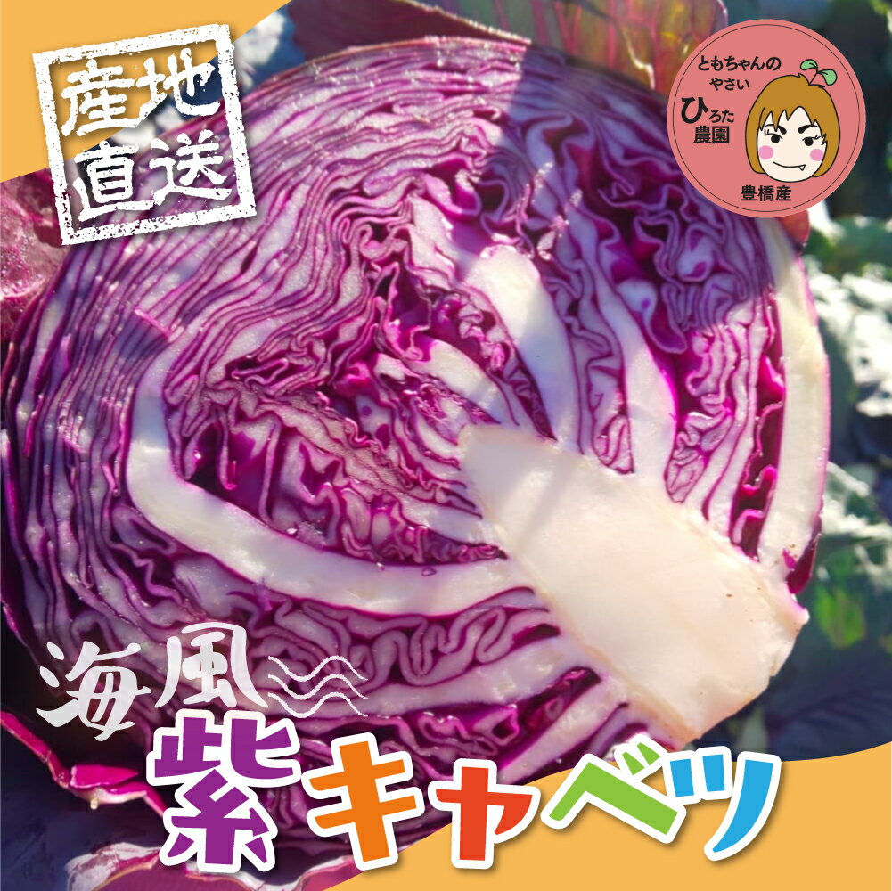 【ふるさと納税】紫キャベツ 【選べる量数】4kg 8kg 14kg ミネラルたっぷり 海風そだち 潮風 豊橋 国産 家族で 大容量 ともちゃんのやさい 大人気！ 愛知県 豊橋市 安心野菜 キャベツ 彩り鮮やか お弁当 食卓 彩り野菜 カラフルやさい レッドキャベツ