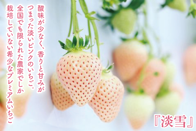 【12月中旬より順次発送】【数量限定】茨城県オリジナル品種『いばらキッス』と希少なプレミアム白イチゴ『淡雪』紅白化粧箱一箱（12粒～18粒）【いちご 苺 フルーツ 果物 くだもの 水戸市 茨城県】（D