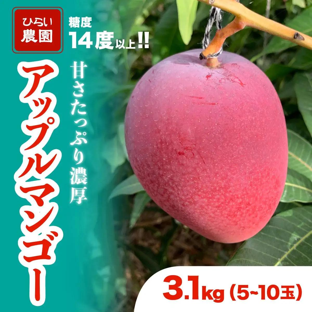 【2027年 先行予約】アップルマンゴー 約3.1kg