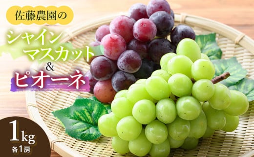【令和7年産先行予約】 シャインマスカット・ピオーネ (各1房ずつ) 約1kg　佐藤農園