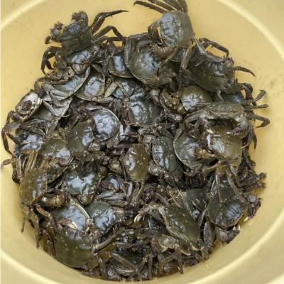 ふるさと納税 庄内町 藻屑蟹(モクズガニ)出汁の素　500g  レトルトパウチ |  | 01