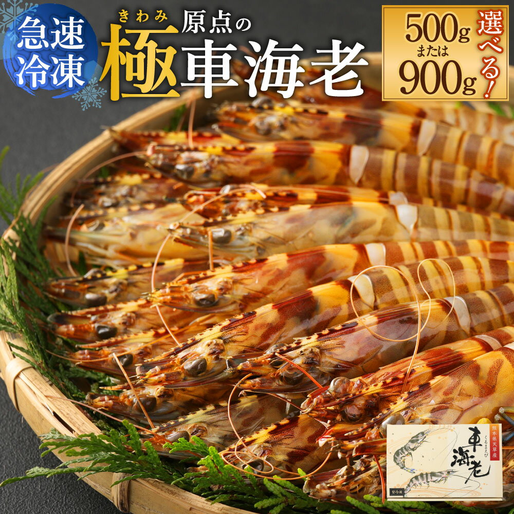 「極」 原点の車海老 急速冷凍 900g 22〜25尾 特大サイズ くるまえび 海老 えび 車海老 海鮮 国産 九州産 熊本県産 冷凍 送料無料