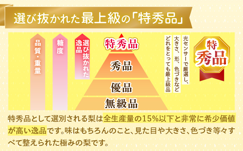 【先行予約】上野梨園の特選大玉 新興梨『特秀品』選び抜かれた逸品 3kg 光糖度センサー選果品 梨園直送！ / 期間限定 果物 フルーツ 農家直送 シャキシャキ もぎたて 旬 お取り寄せ ※2026年
