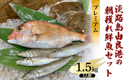 鮮魚セット 1.5kg プレミアム 朝獲れ 鮮魚セット