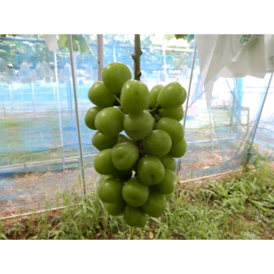 圧巻の美味しさ、かすみがうら市産シャインマスカット2～3房 1.2kg以上【配送不可地域：離島】【1565967】