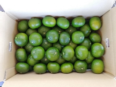 【先行予約】 花良治みかん 青玉 3kg みかん みかん みかん