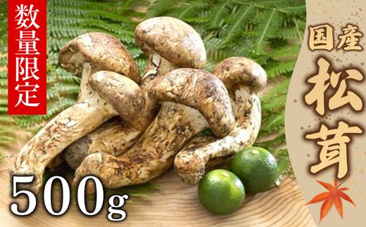 【数量限定】 厳選天然松茸 500g 松茸ご飯、焼き松茸、土瓶蒸しなど 桐箱入 F4N-2524