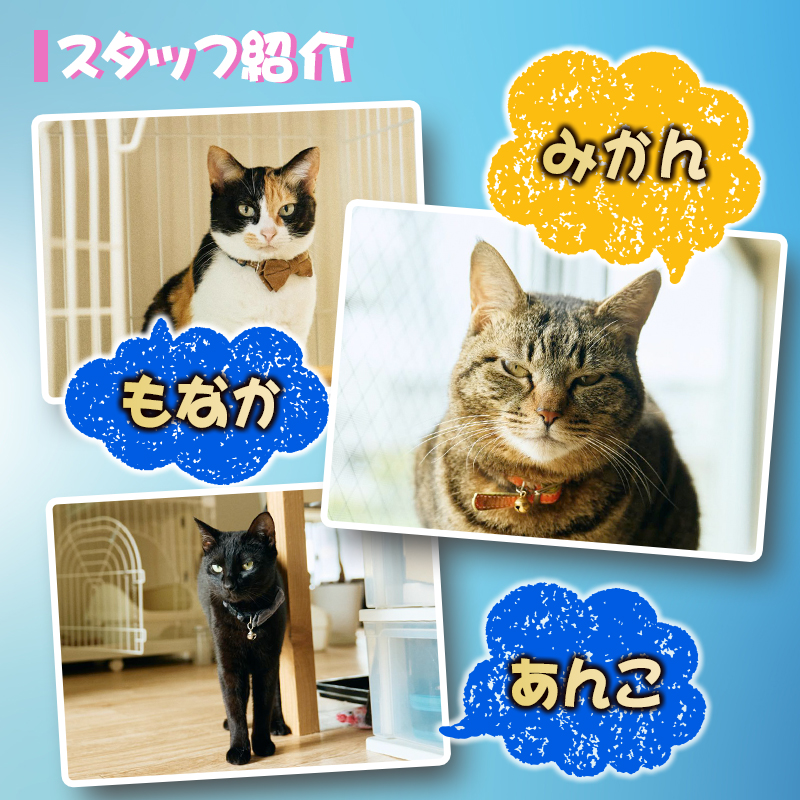 「ひなた写真館」家族写真撮影 チケット 猫・犬のご家族も大歓迎！ 記念写真 フォトスタジオ 成人式 七五三 アニマルフォト 【F136】_イメージ5