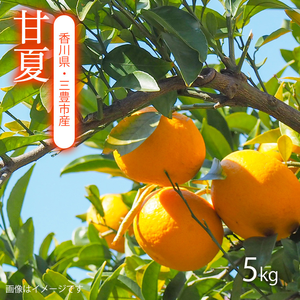 
            M160-0016_【配送不可地域：北海道・沖縄県・離島】甘夏　5kg   果物・野菜
          