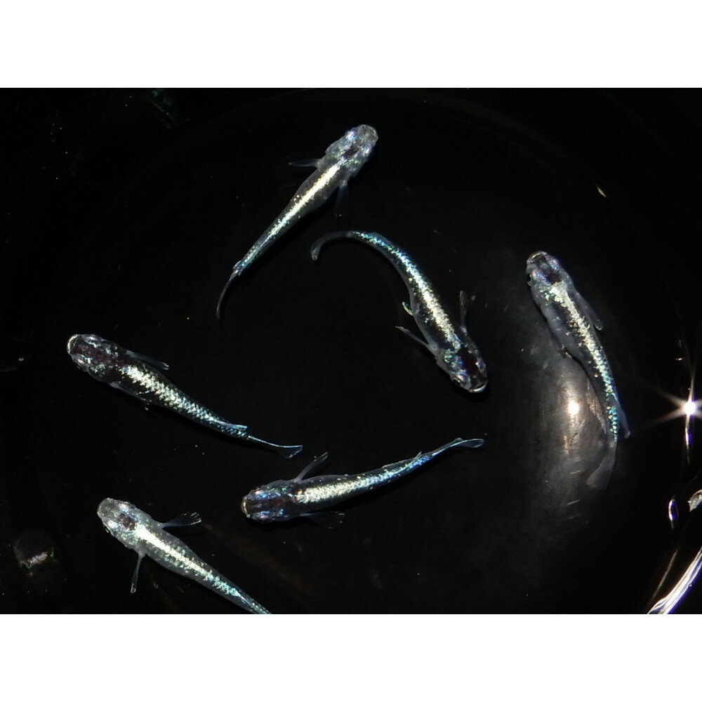 【ふるさと納税】讃岐のめだかの特選めだか 緑百3ペア