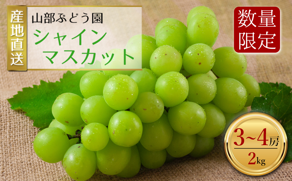 【予約】【山部ぶどう】シャインマスカット 3～4房(約2kg) 希少 ぶどう 新鮮 期間限定 皮ごと ブドウお取り寄せ 熊本県 阿蘇市