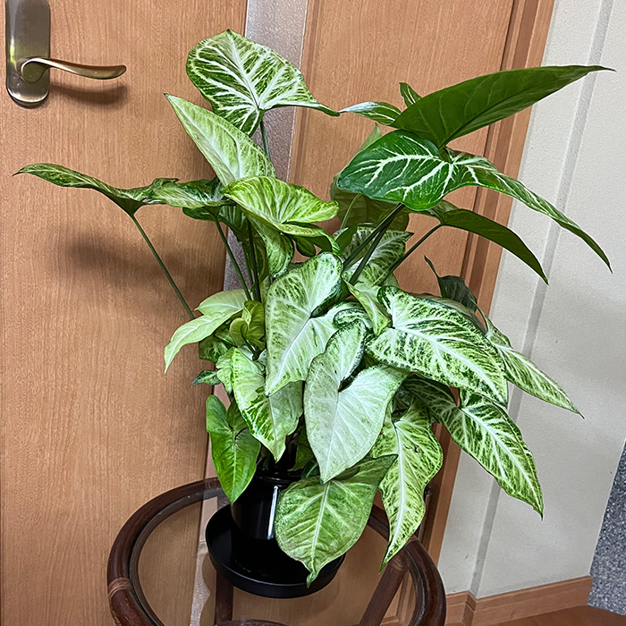 シンゴニューム・ホワイトバタフライ（観葉植物）（A1048-1）