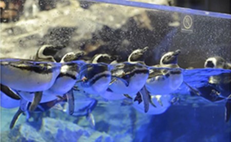 水族館 東京 すみだ水族館 年間パスポート 大人2名 子供1名 チケット 引換券 利用券 入場券 券 スカイツリー 体験 体験チケット 優待券 アクティビティ ペンギン 体験ギフト 体験型 ギフト ペ