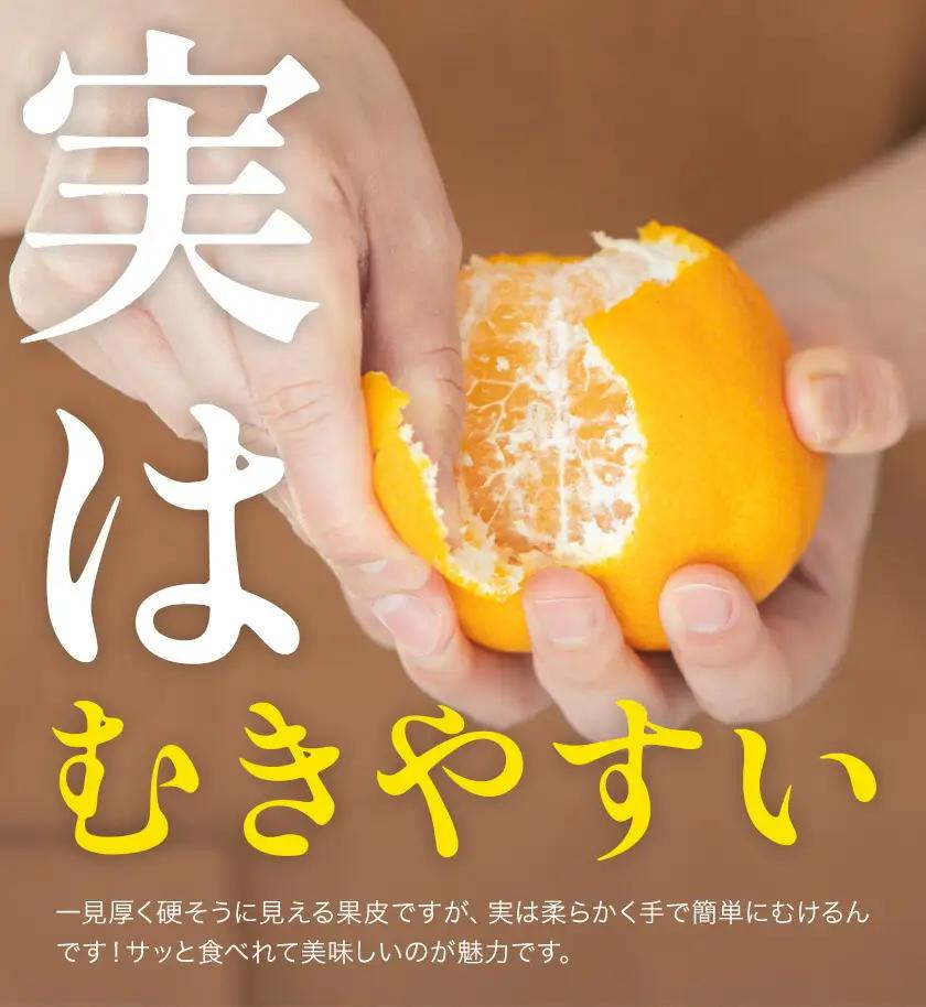 デコポン 先行予約 訳あり 5kg デコポン