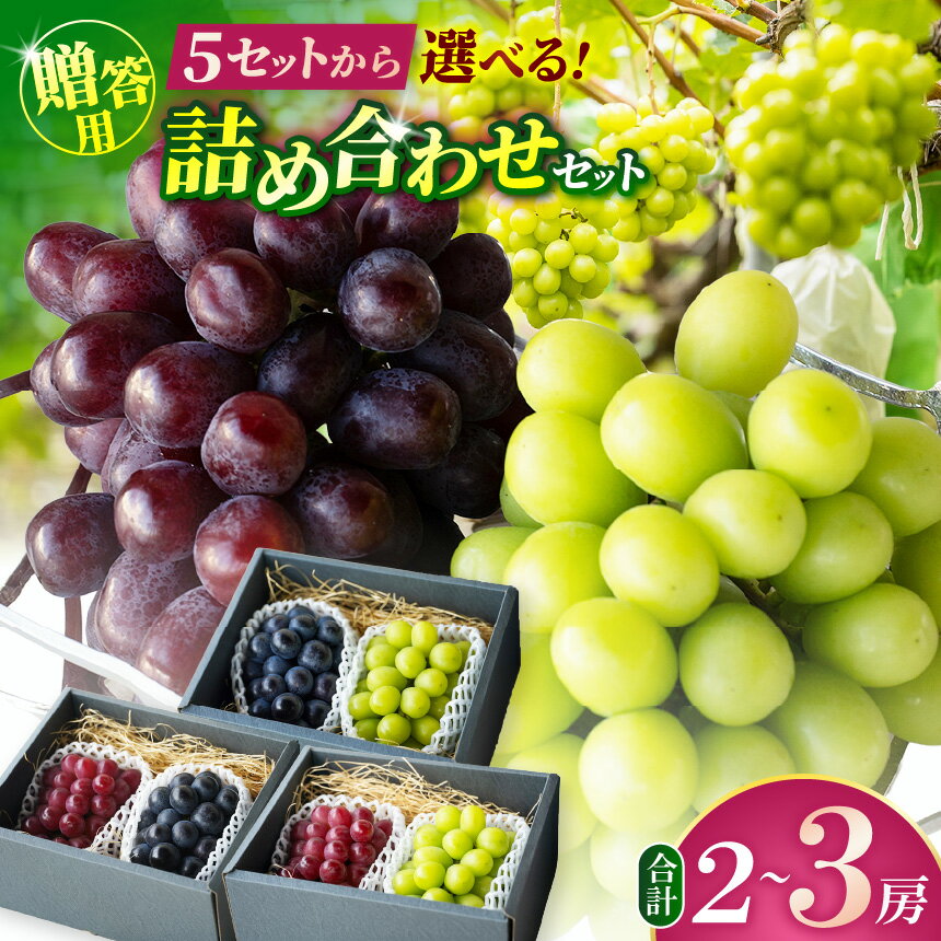 【ふるさと納税】【先行受付】【選べる品種セット】 贈答用 松本市山辺産ぶどう A～Eセット | シャインマスカット ナガノパープル クイーンルージュ® 富士の輝 ぶどう ブドウ 葡萄 フルーツ 果物 贈答 ふるさと納税 長野県 信州 松本市