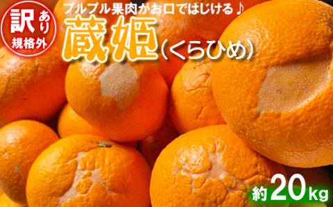 【訳あり・規格外品】今村農園の蔵姫くらひめ（紅甘夏） 約20kg＜107-029_5＞