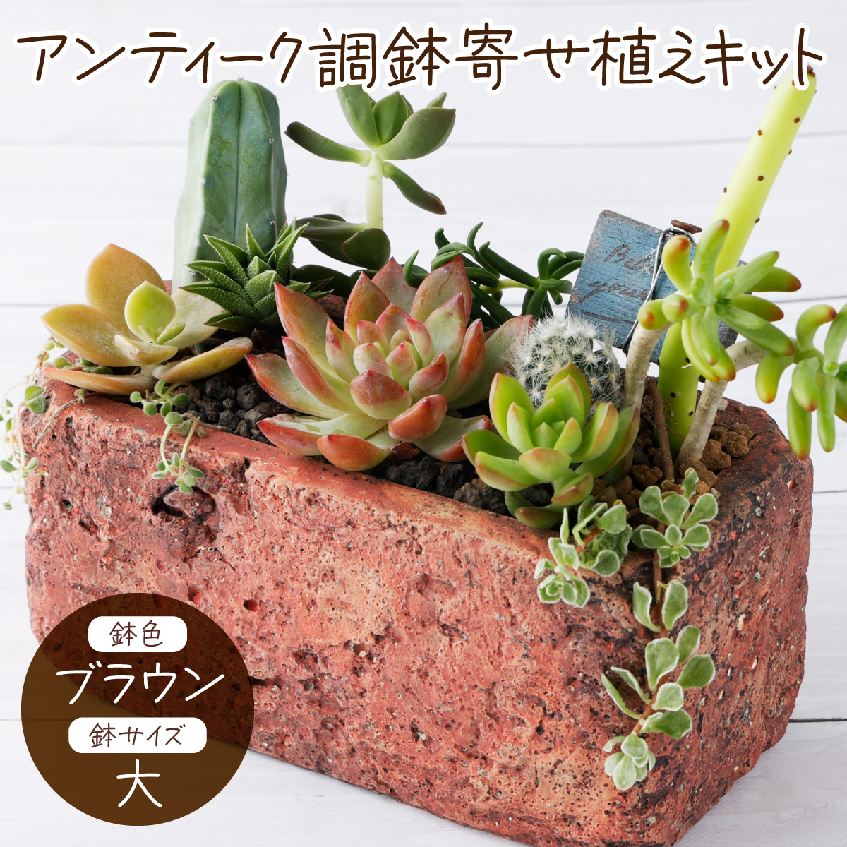サボテン多肉植物の「アンティーク調鉢寄せ植えキット」（鉢色・ブラウン,鉢サイズ・大）