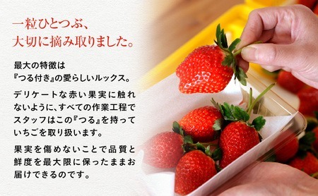【訳あり】いちご とちあいか不揃い粒 2kg×3箱 計6kg ※2027年5月～発送