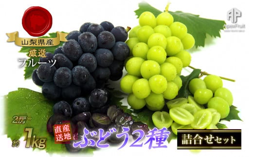 ＜2026年発送先行予約＞厳選！南アルプス市産　ぶどう２種詰合せ　2房　約1.0kg ALPDD008