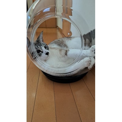 出入口ヨコ−町工場の猫好き社員が開発!犬・猫ちゃんの可愛い姿を見る為のペットの金魚鉢(アクリル樹脂)【1616504】