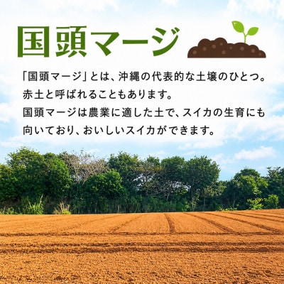 【2027年2月中旬から順次発送】島袋さんの冬スイカ 1玉(3.5～4.5kg)【配送不可地域：離島】