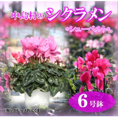 ふるさと納税 中島村 【先行予約】シクラメン6号鉢(シューベルト)　ブルーメあぶくま