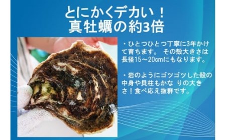 岩牡蠣 岩カキ 海のミルク 濃厚 クリーミー 夏バテ防止 2kg 冷蔵 (10021)