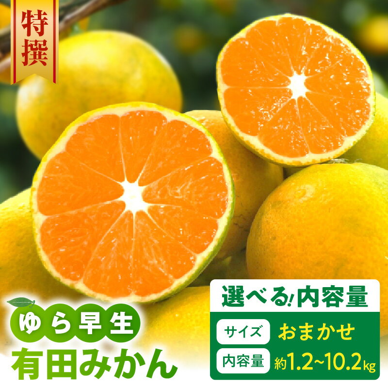【ふるさと納税】【2026年先行予約】 【限定】 特撰 ゆら早生 有田みかん サイズおまかせ 選べる 内容量 約 1.2kg 〜 10.2kg 人気品種 みかん 甘酸っぱい ノーワックス 早生 こだわり農法 フルーツ 柑橘 果実 果物 デザート お取り寄せ 和歌山県 湯浅町 送料無料