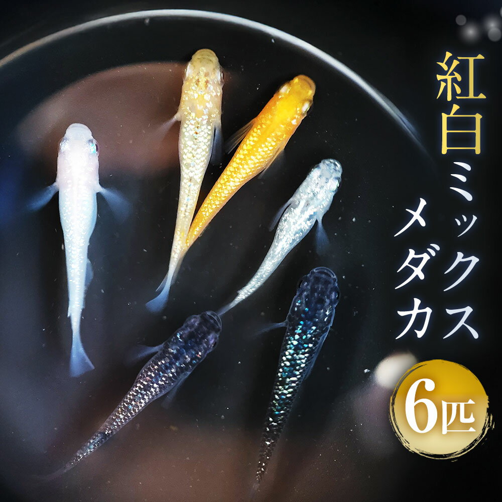 【ふるさと納税】紅白ミックスメダカ 6匹 1.5～3cm前後 生体 めだか 観賞魚 さかな 魚 飼育 ペット ひので屋 山梨県 中央市 送料無料