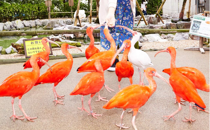 松江フォーゲルパーク入園券(大人2名様分) 島根県松江市/株式会社一畑パーク [ALHY001]