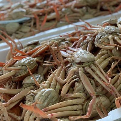 ふるさと納税 宮津市 【冷凍】セコガニ　茹で　小サイズ　訳アリ　5杯 |  | 01