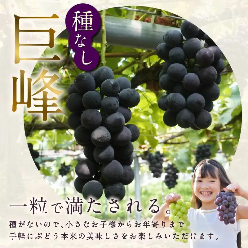 【先行予約】【2026年8月発送】東浦町産 種なし巨峰（約1kg）｜ぶどう フルーツ 